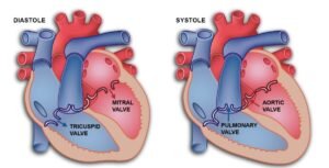 Aortic Valve Repair vs. Replacement: How Do They Differ?
