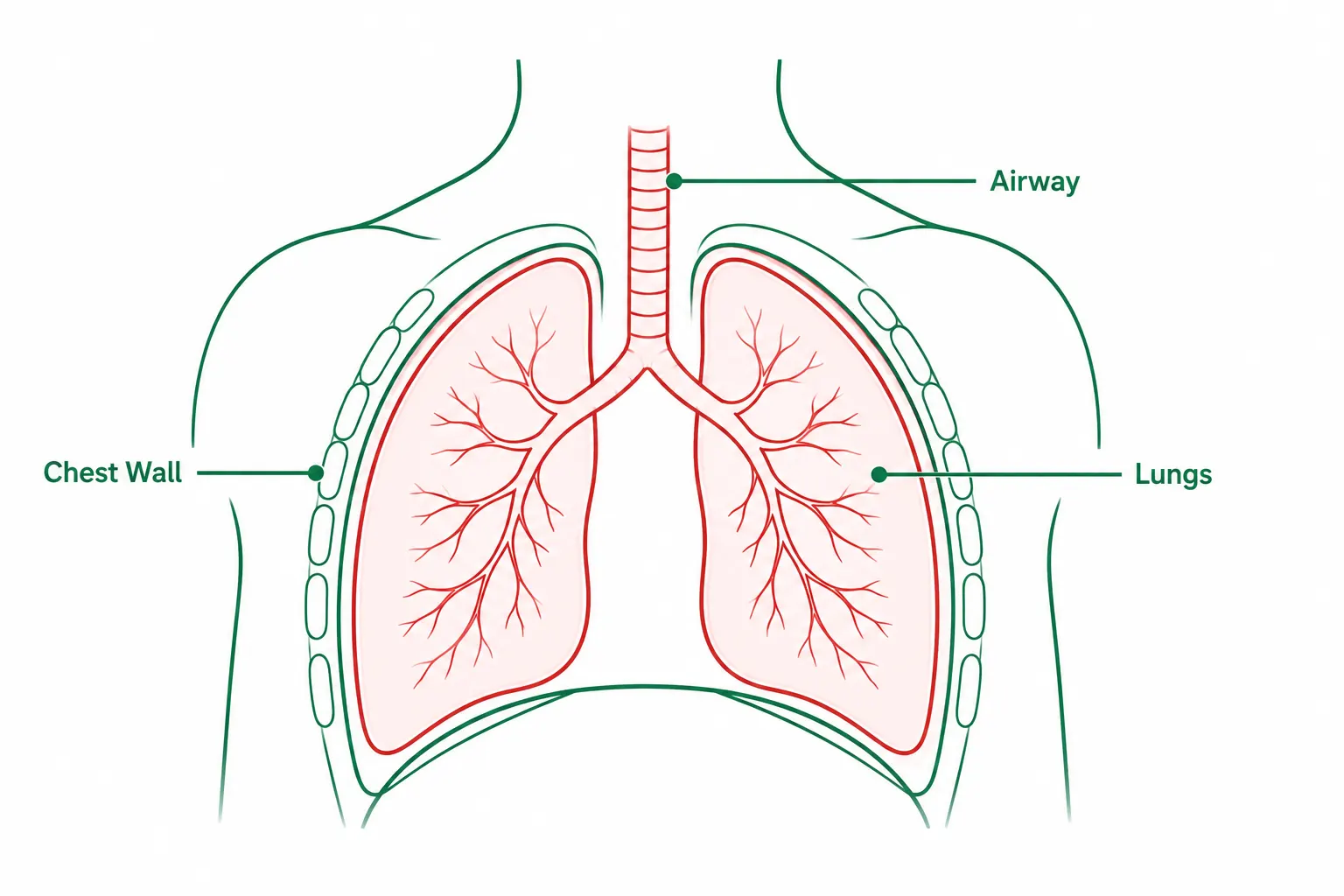 Illustration of the lungs and chest cavity treated by thoracic surgery. Best heart doctor in Delhi